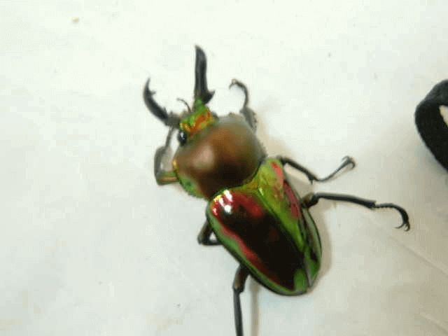 ニジイロクワガタ