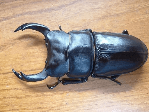 国産オオクワガタ　阿古谷