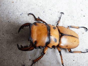 メリーメンガタクワガタ