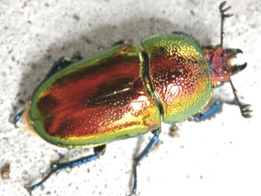 パプアキンイロクワガタ