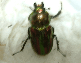 ニジイロクワガタ