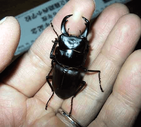 ヒメオオクワガタ