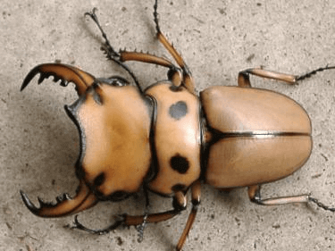 メリーメンガタクワガタ