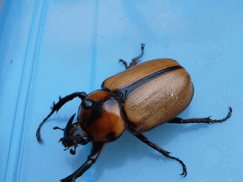 ゴロファ・ペラゴンノコギリタテヅノカブト