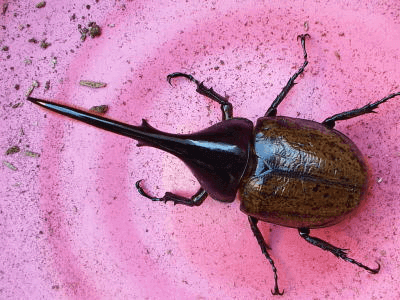 ヘラクレス・リッキー