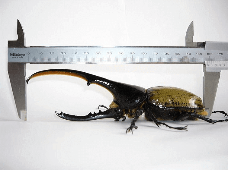 ヘラクレス・ヘラクレス