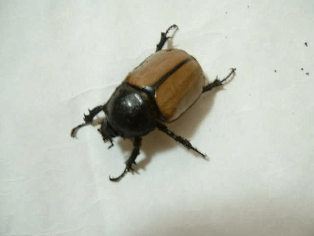 ゴホンヅノカブト