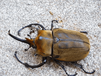 エレファスゾウカブト