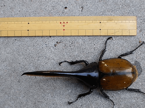 ヘラクレス・オキシデンタリス