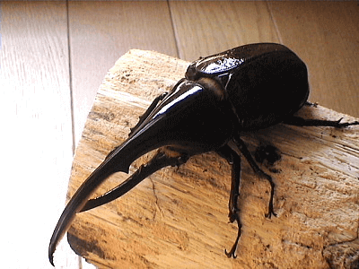 ヘラクレス・リッキー