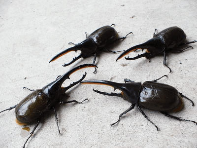 ヘラクレス・エクアトリアヌス