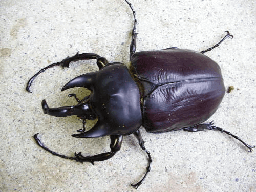 レックスゾウカブト（アクティオン）