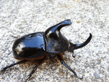 ヘラムネツノカブト