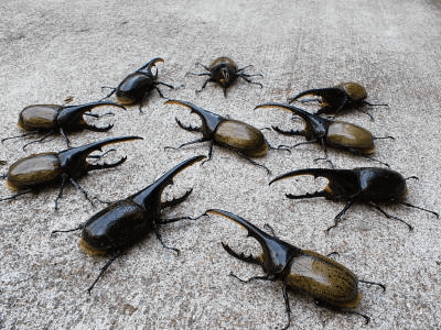 ヘラクレス・ヘラクレス