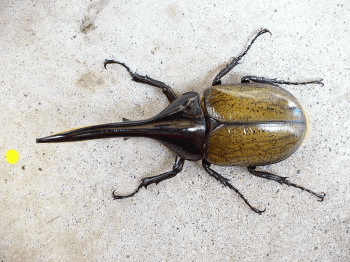 ヘラクレス・ヘラクレス