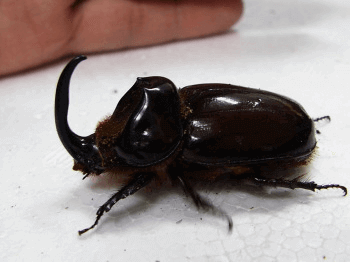 オリクテス・ボアスサイカブト