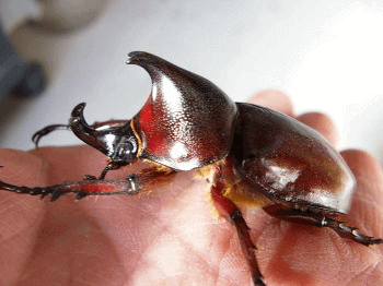 パウリアニヒメカブト