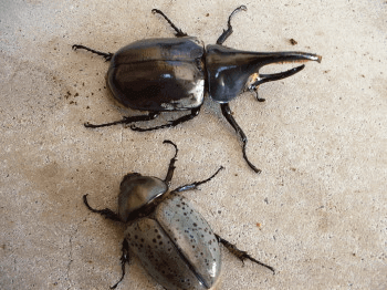 グラントシロカブト