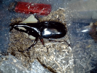 ギデオンヒメカブト ジャワ