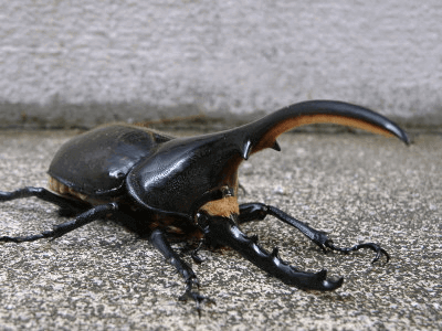 ヘラクレス・ヘラクレス