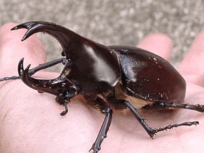 フローレンシスニセヒメカブト