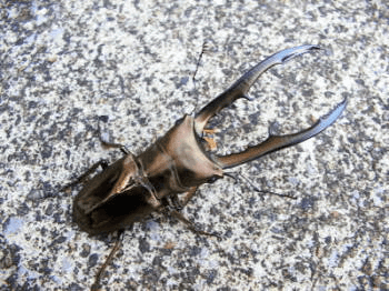 メタリフェルホソアカグワガタ　ペレン