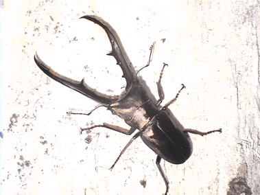 メタリフェルホソアカクワガタ　ペレン