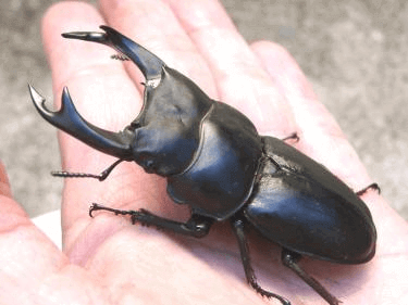 国産オオクワガタ 福岡