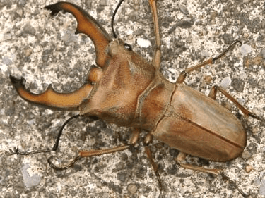 デハーンホソアカクワガタ