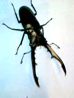 メタリフェルホソアカクワガタ ペレン