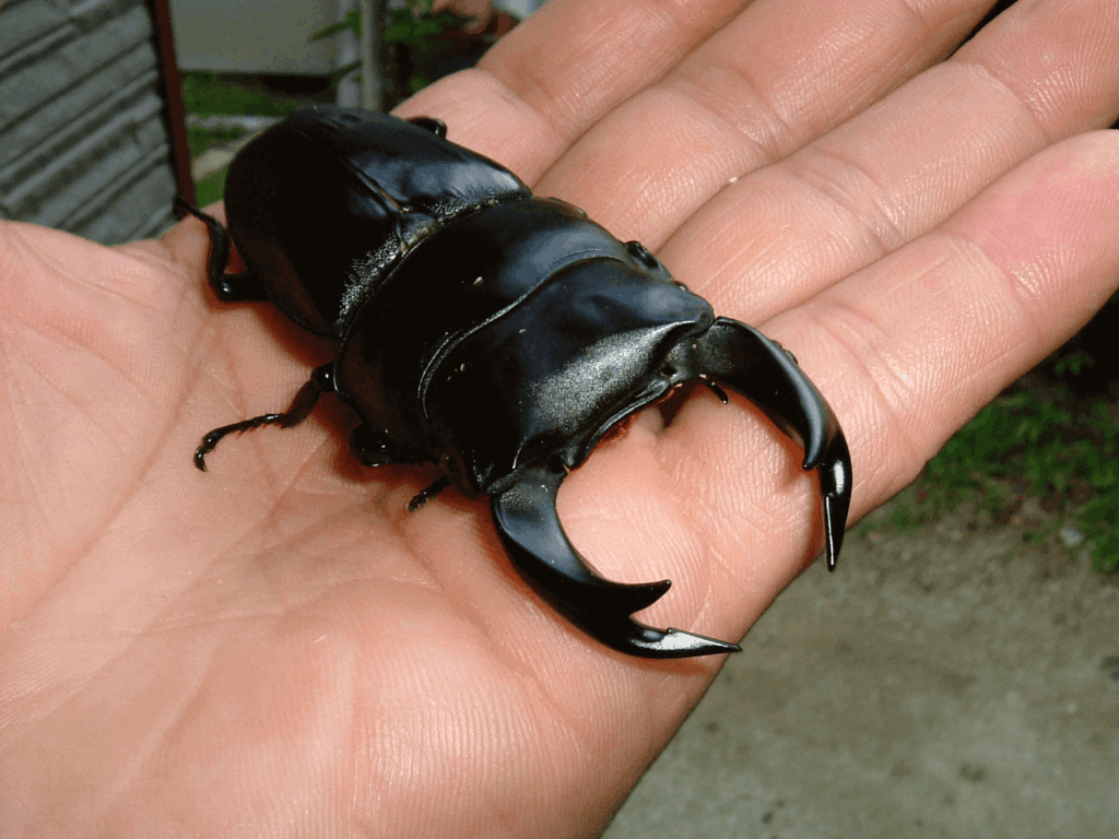 国産オオクワガタ　阿古谷