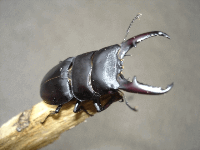 国産ヒラタクワガタ