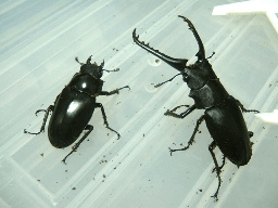 ギラファノコギリクワガタ　フローレス