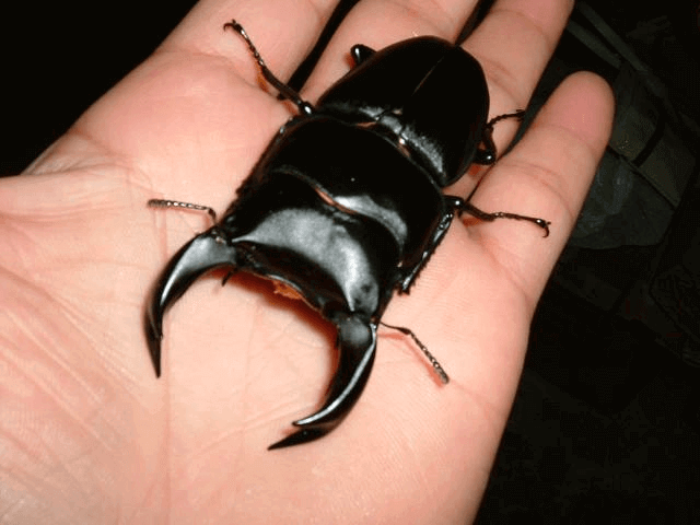 国産オオクワガタ　阿古谷