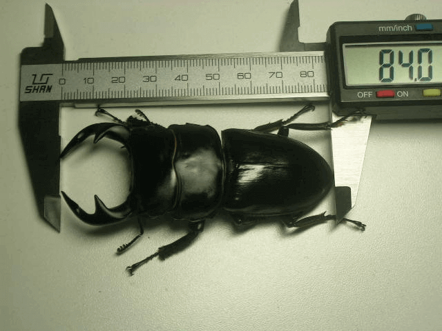 グランディスオオクワガタ インド