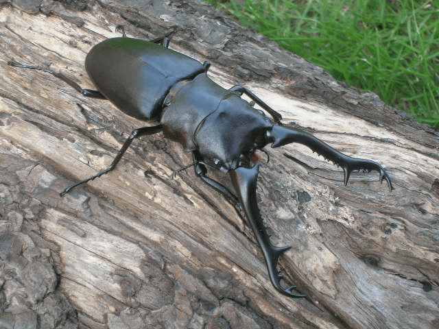 ギラファノコギリクワガタ　フローレス