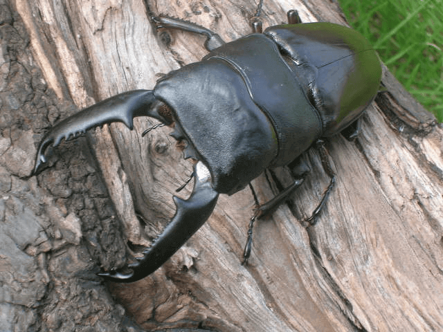 パラワンオオヒラタクワガタ