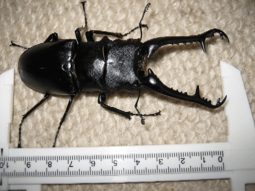 ギラファノコギリクワガタ　フローレス