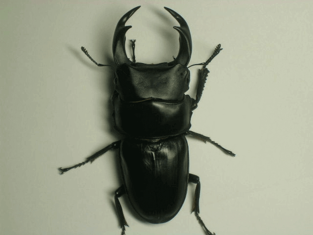 国産オオクワガタ　佐賀みやき町