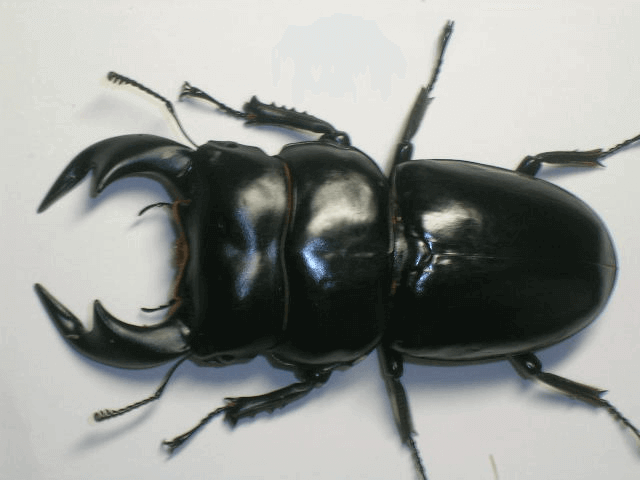 アンタエウスオオクワガタ　インド　