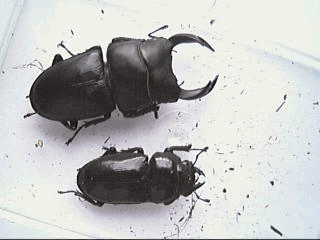 国産オオクワガタ　青森