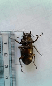 メタリフェルホソアカグワガタ　セレベス