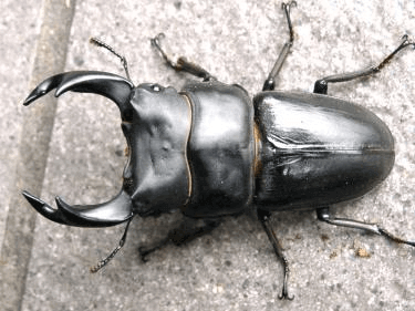 国産オオクワガタ