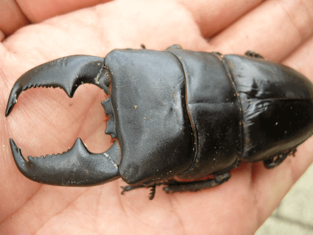 スマトラオオヒラタクワガタ