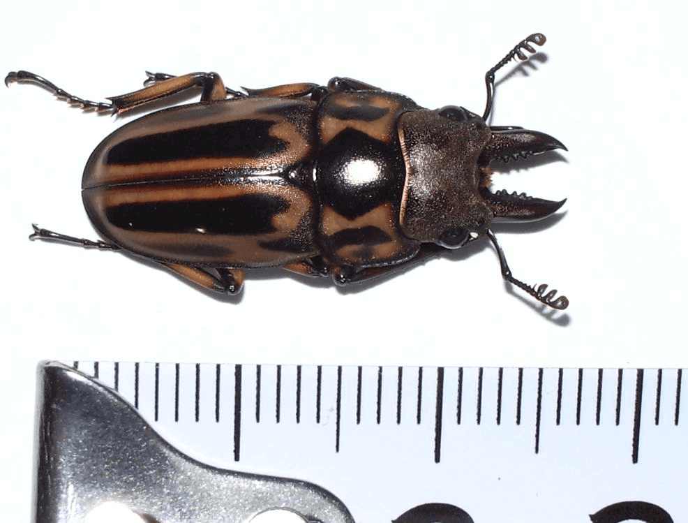 ゼブラノコギリクワガタ　ジャワ