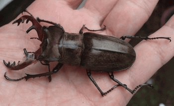 国産ミヤマクワガタ