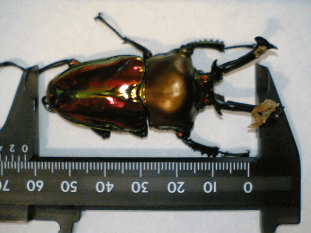 ニジイロクワガタ