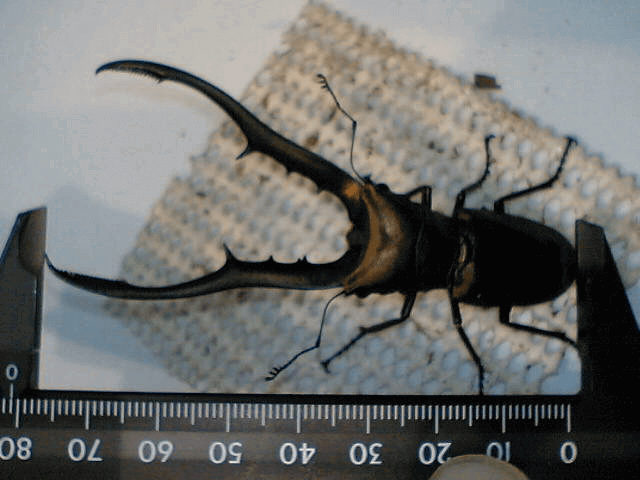 メタリフェルホソアカクワガタ