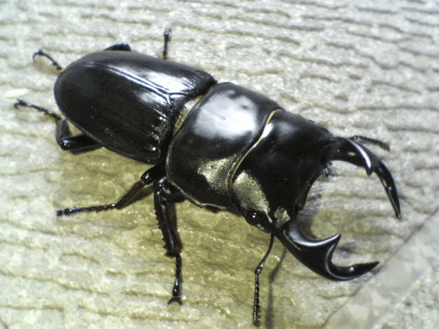 タイワンオオクワガタ　　南投懸F4