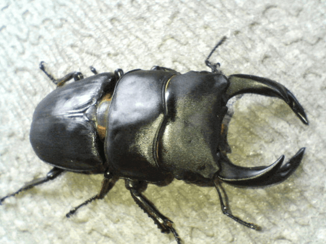 国産オオクワガタ　鳥取